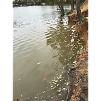 Suffolk King Tide image